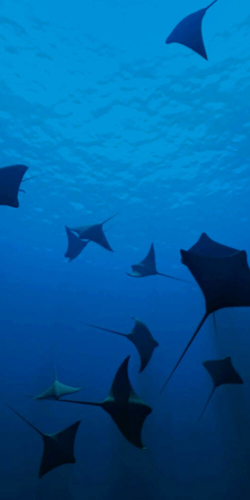 Manta Featured