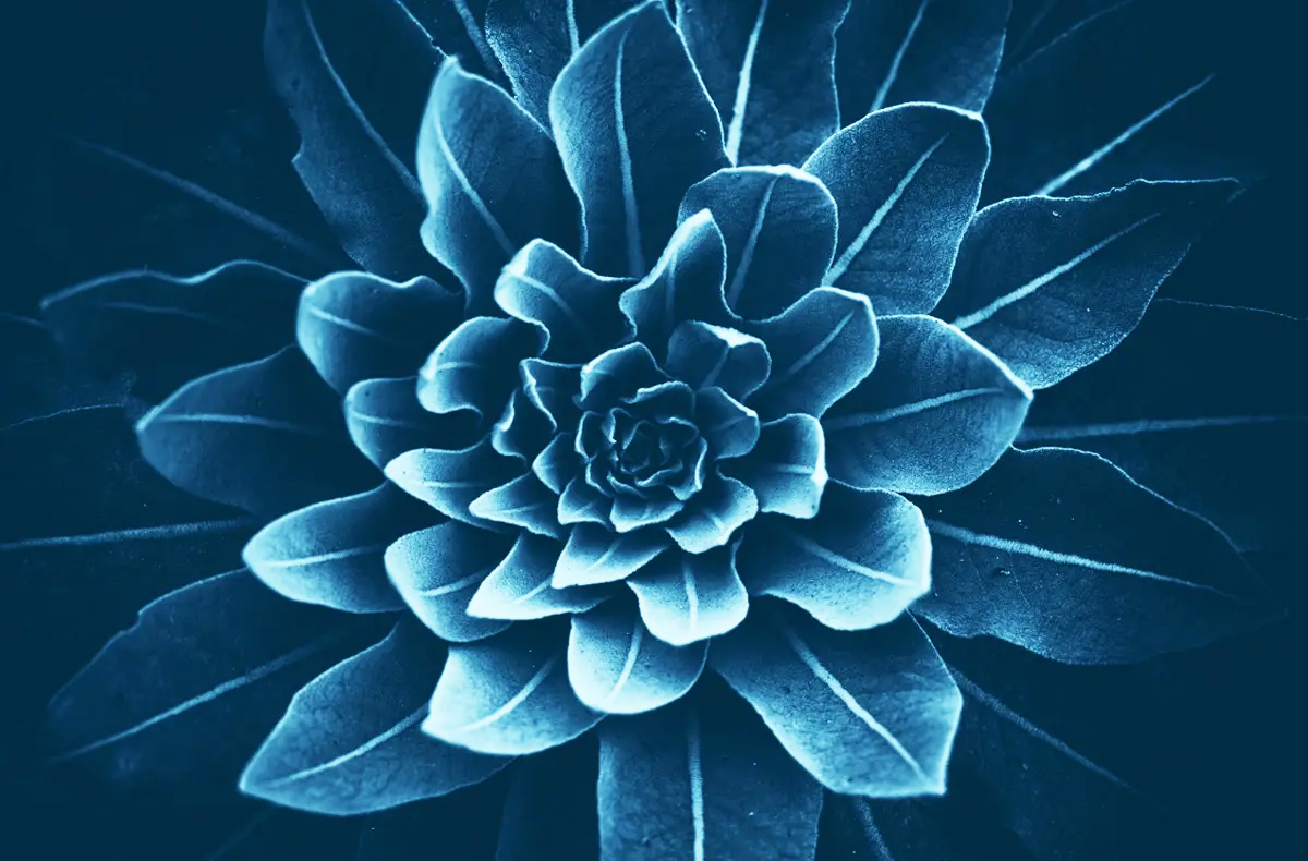 R&D Velvet Flower